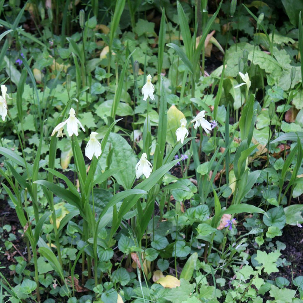 Roscoea cautleyoides - Scheinorchidee