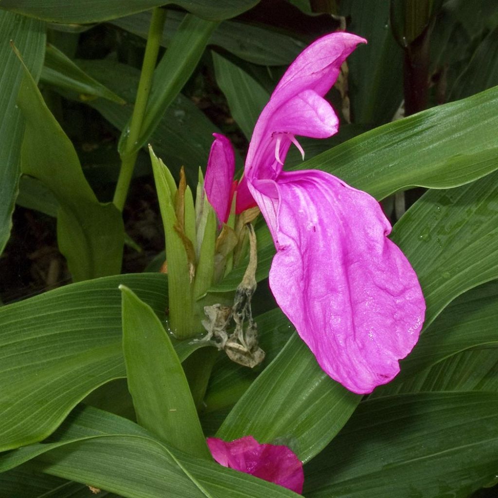 Roscoea purpurea - Scheinorchidee