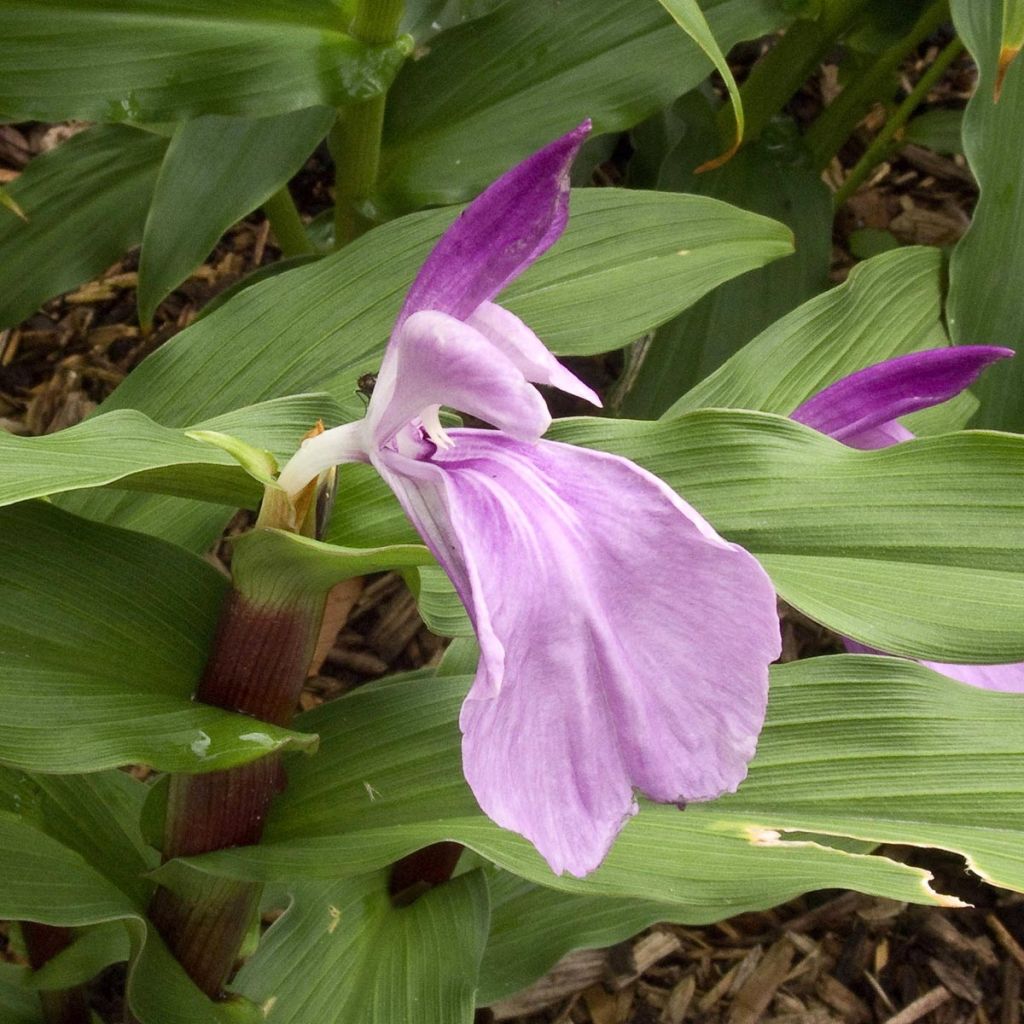 Roscoea purpurea Dalaï Lama - Scheinorchidee