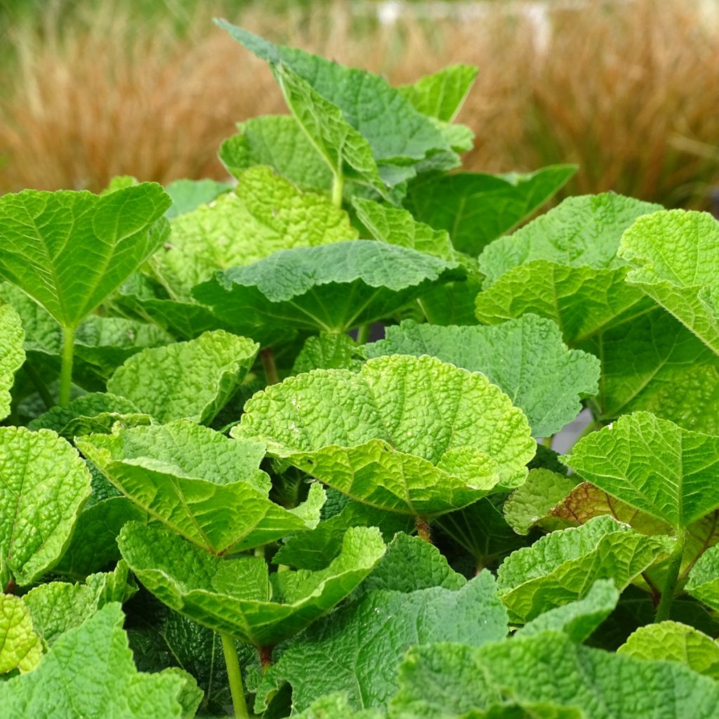 Rose Trémière - Alcea rosea Chater's Double rouge