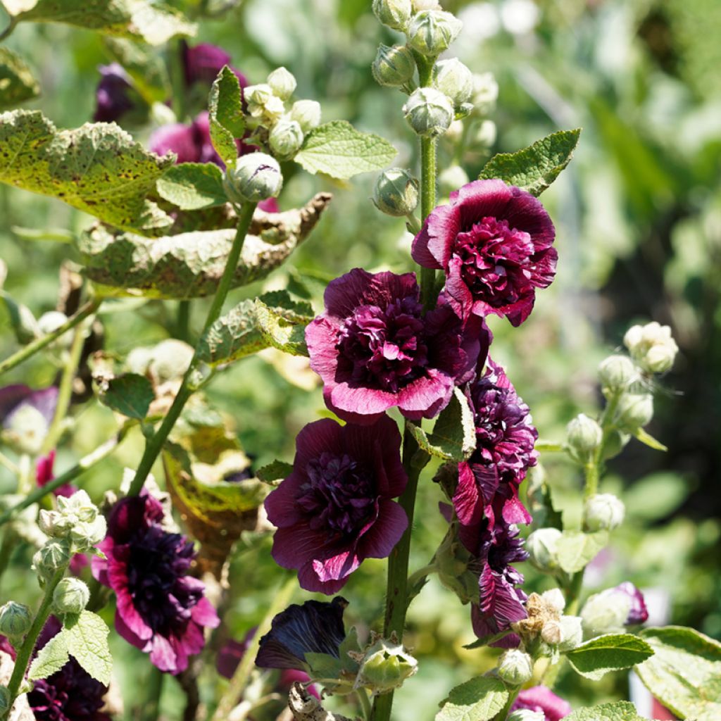 Alcea rosea Chater's Double Violet - Gewöhnliche Stockrose