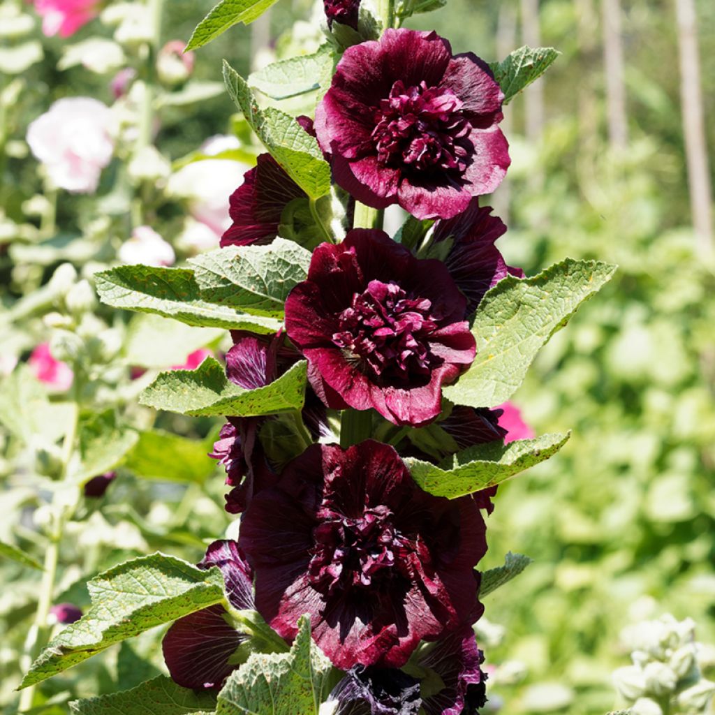 Alcea rosea Chater's Double Violet - Gewöhnliche Stockrose