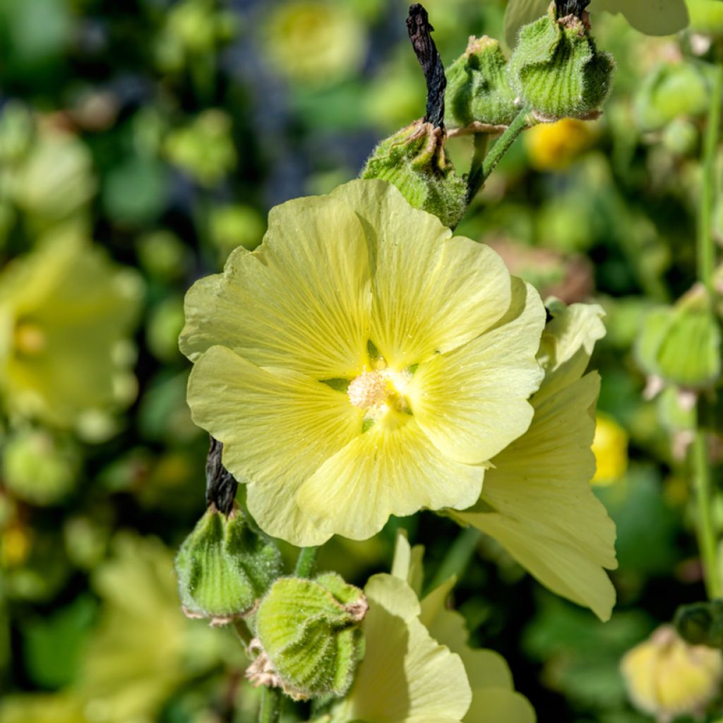 Alcea rugosa - Gewöhnliche Stockrose