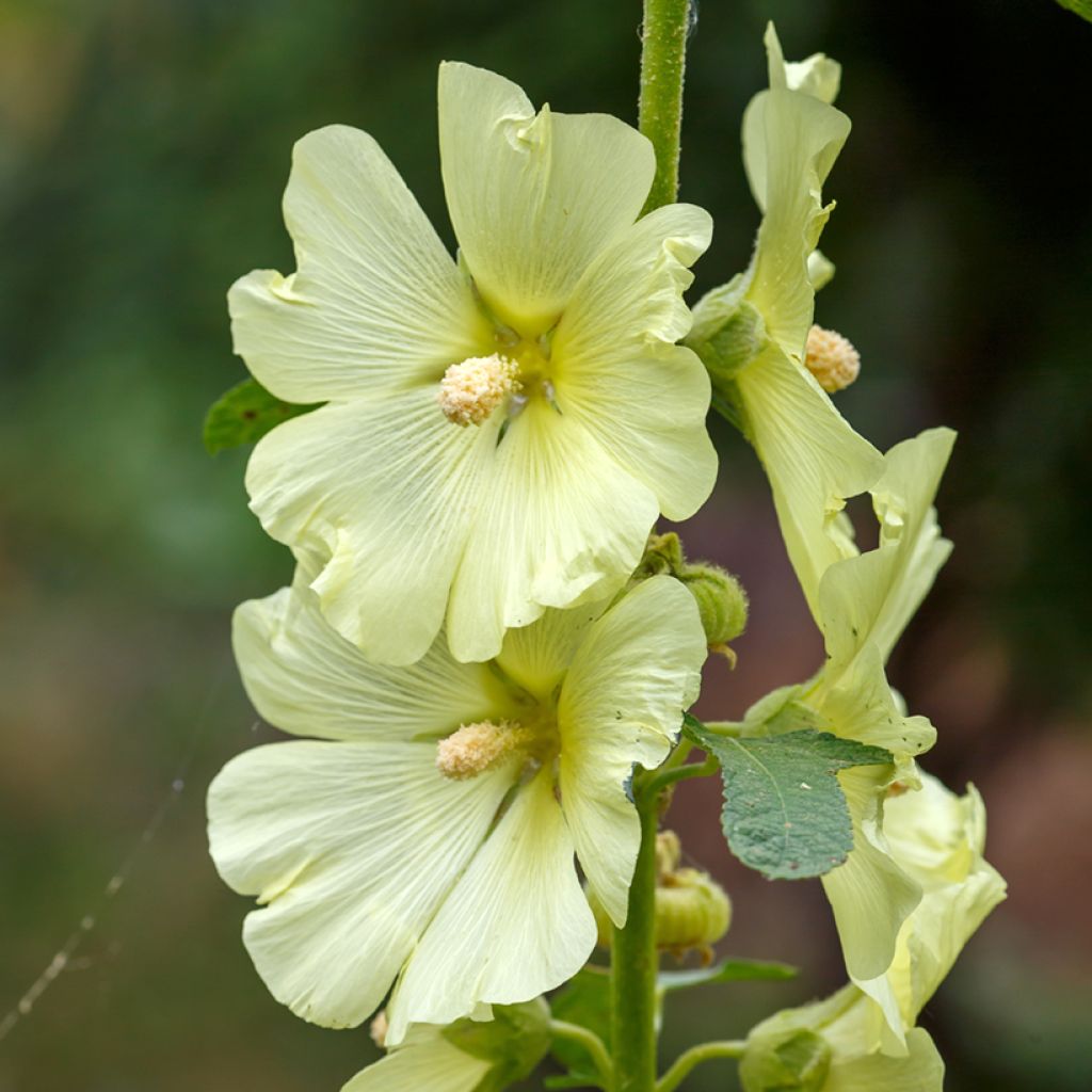 Alcea rugosa - Gewöhnliche Stockrose