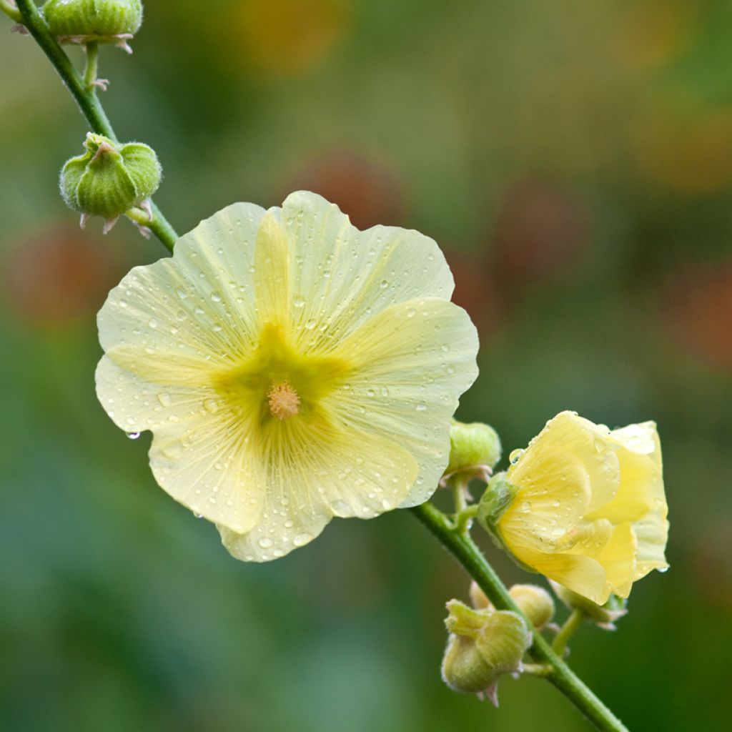 Alcea rugosa - Gewöhnliche Stockrose