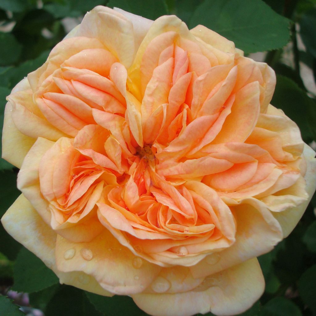 Rosa Alchymist - Kletterrose