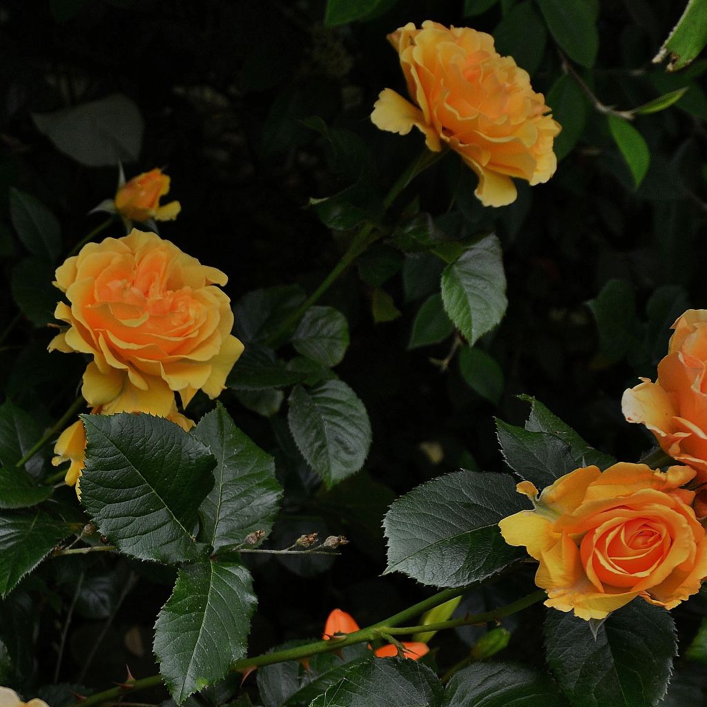 Rosa Amber Queen - Beetrose