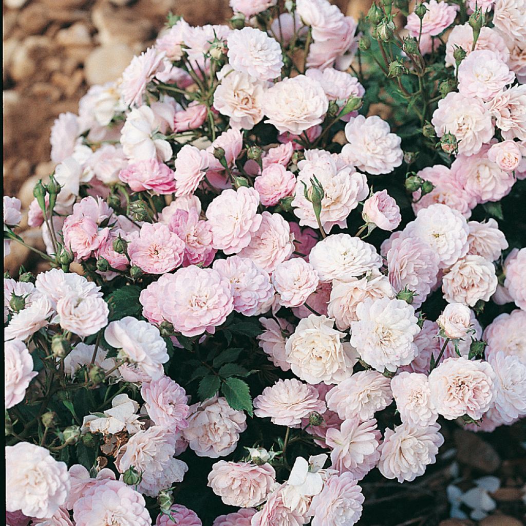 Rosa polyantha Gloire des Polyanthas - Historische Rose