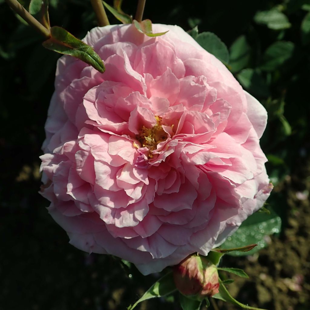 Rosa Fragrant Old purple - Englische Rose