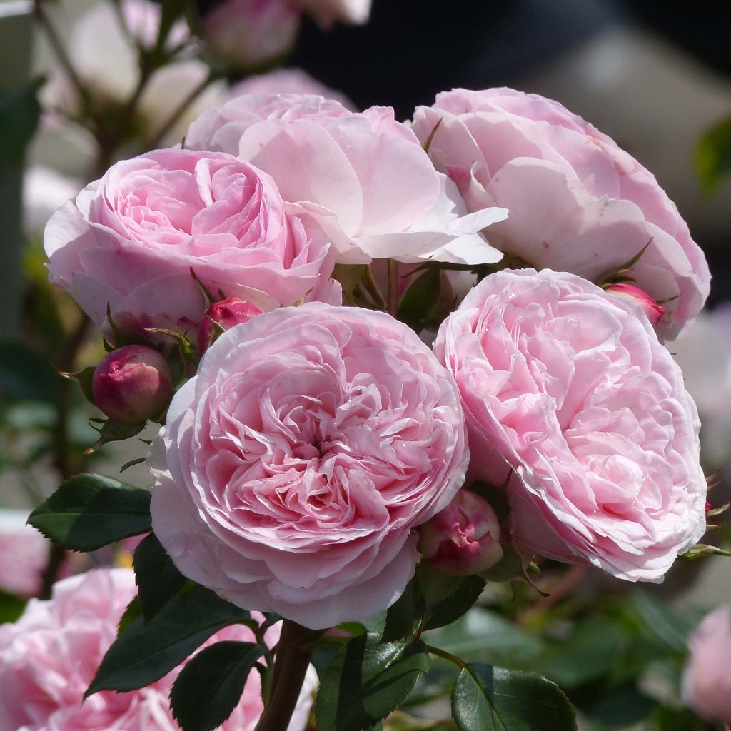 Rosa Mariatheresia - Beetrose