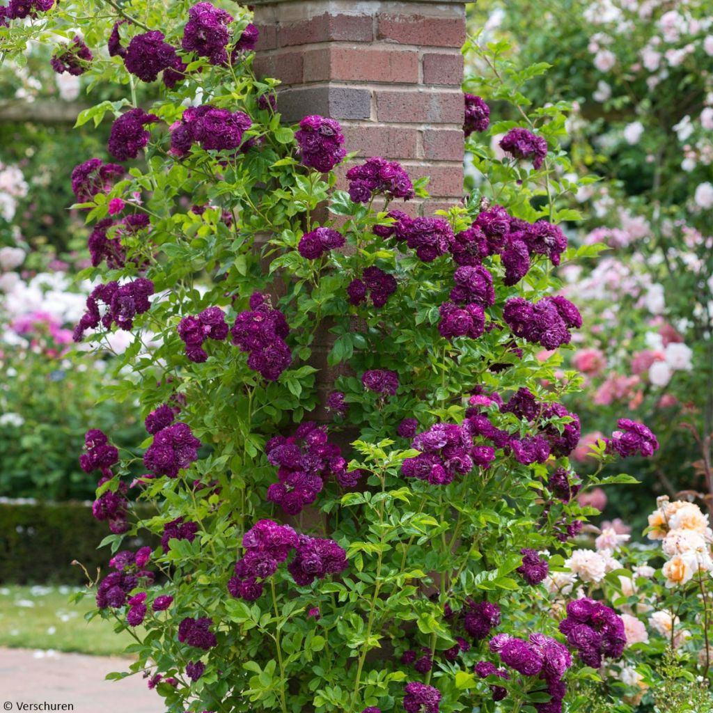 Rosa multiflora Bleu Magenta - Polyantha-Rose