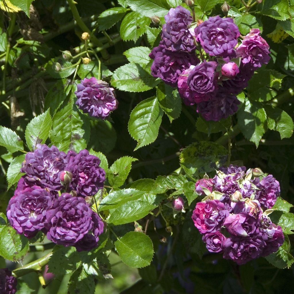 Rosa multiflora Bleu Magenta - Polyantha-Rose