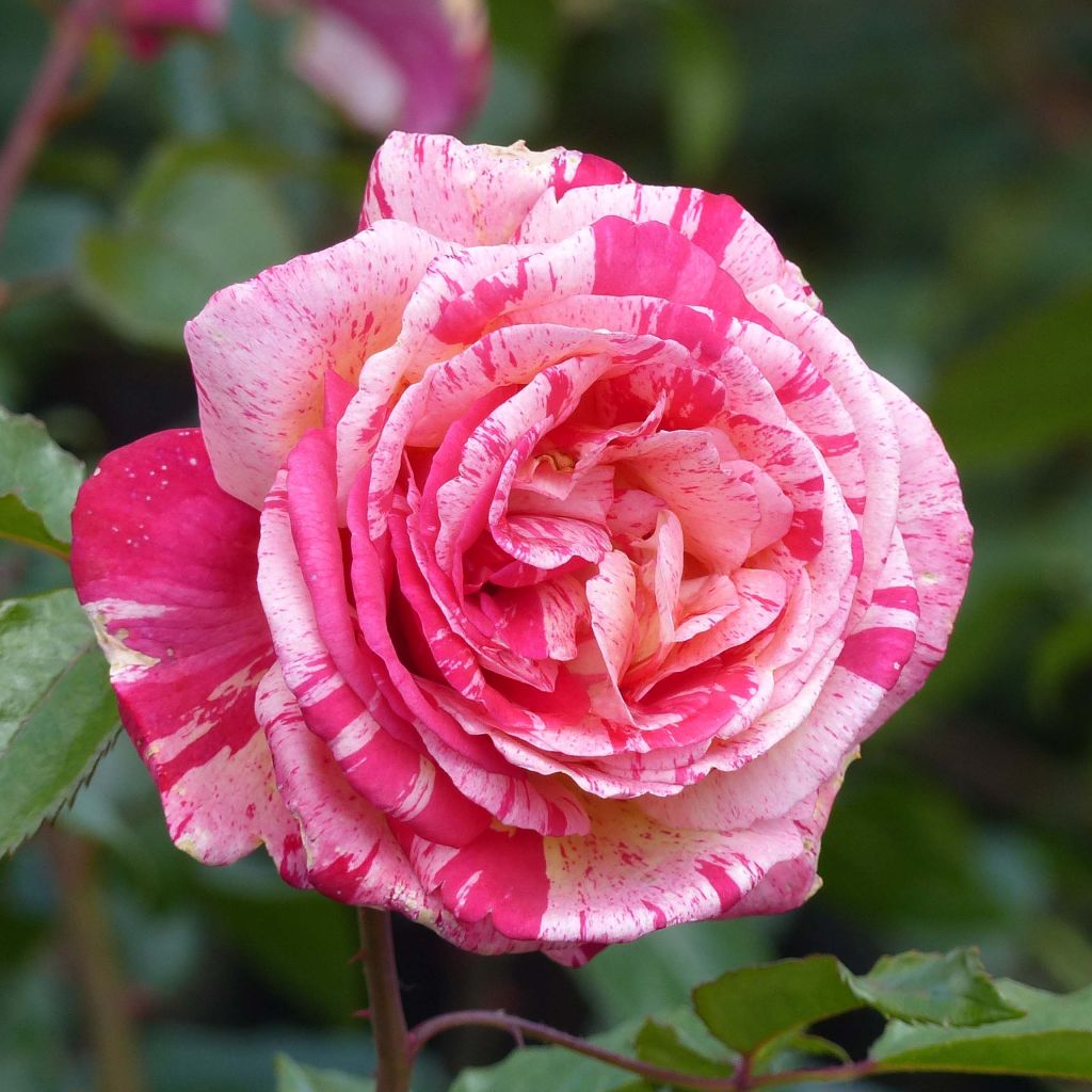 Rosa Broceliande - Edelrose