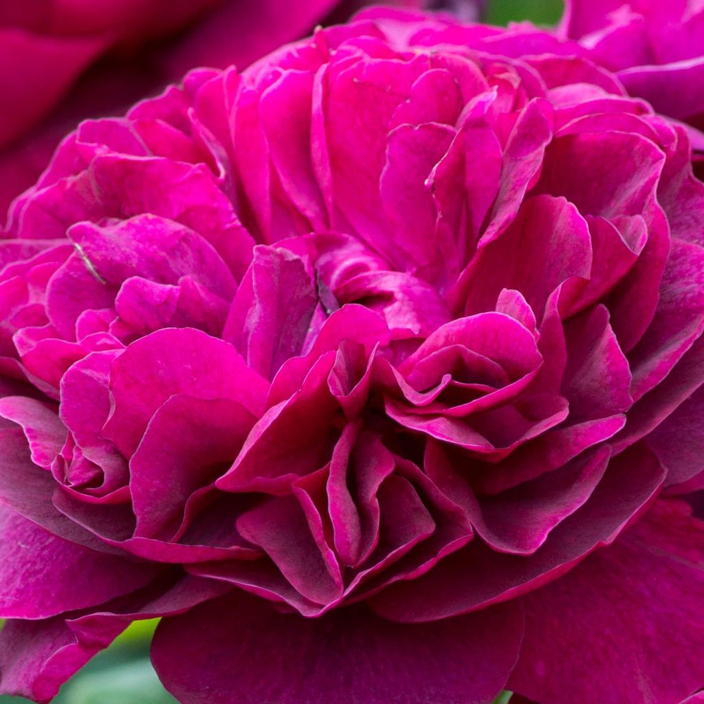 Rosa Blythe Spirit - Englische Rose