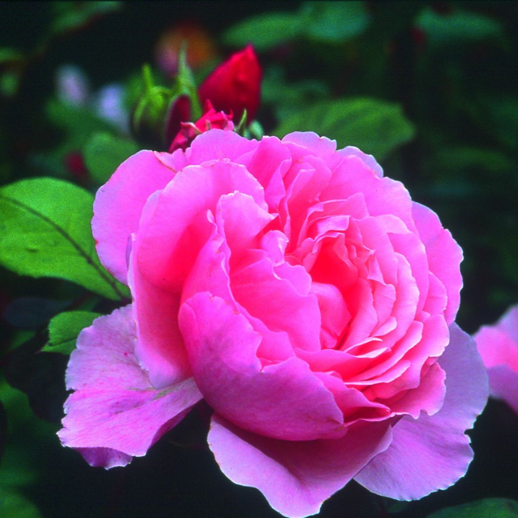 Rosa Brother Cadfael - Englische Rose