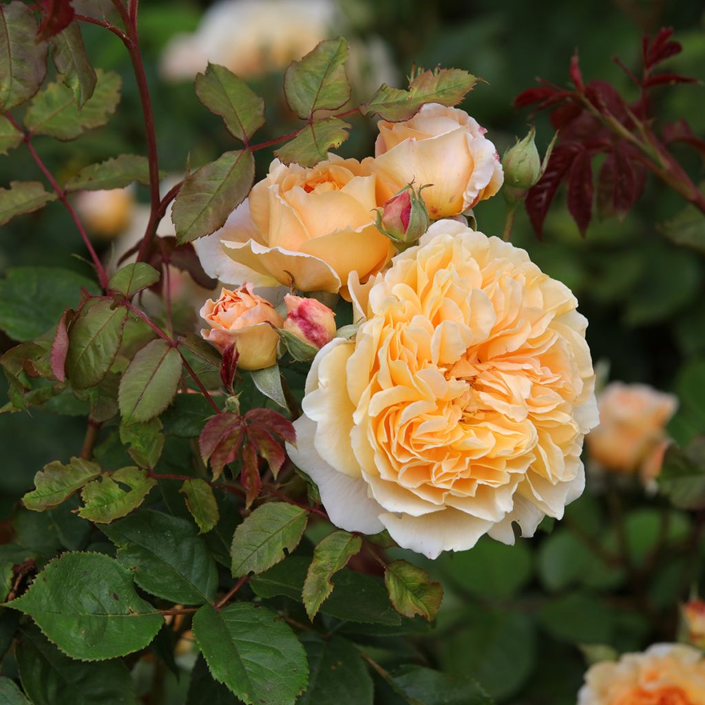 Rosa Crown Princess Margareta - Englische Rose