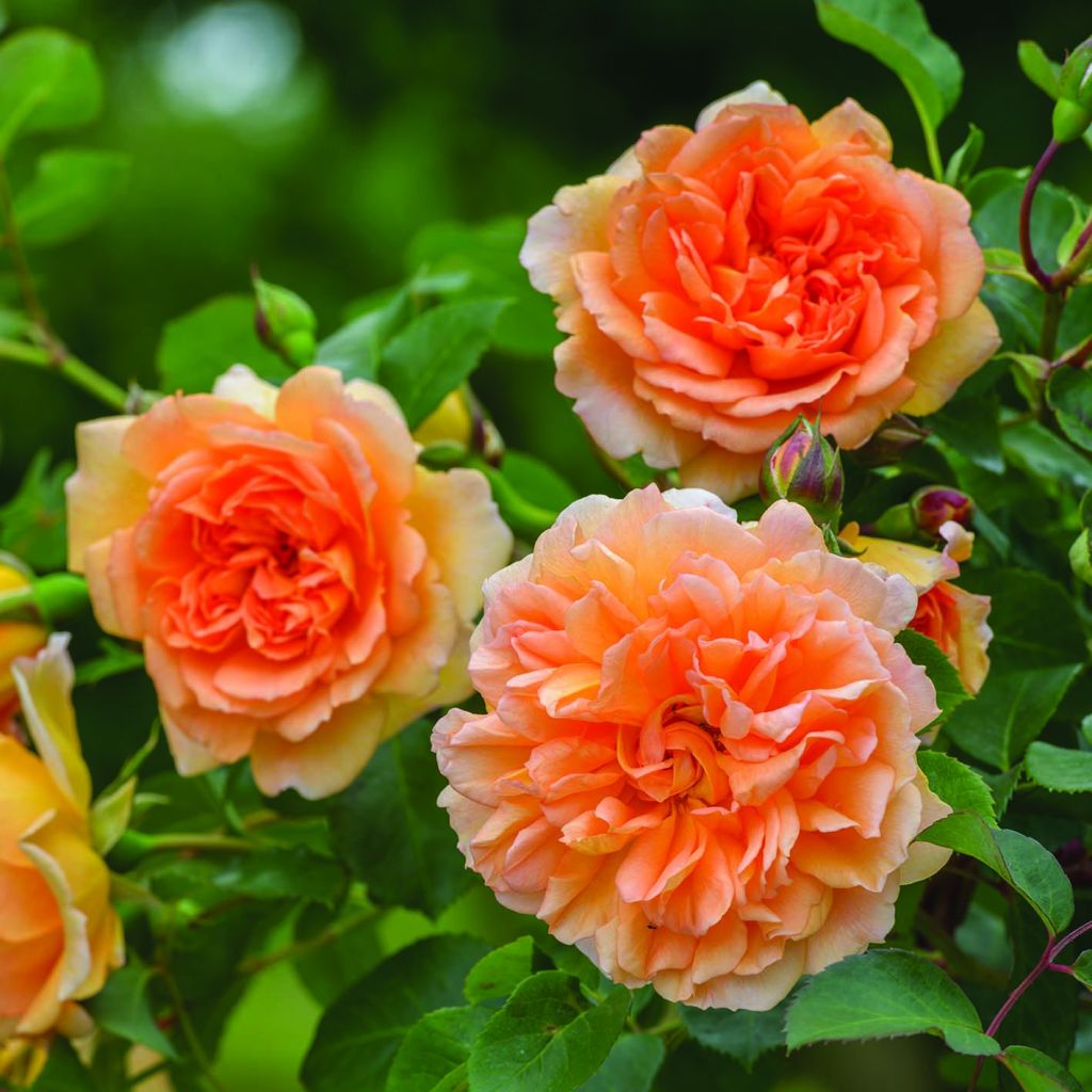 Rosa Dame Judi Dench - Englische Rose