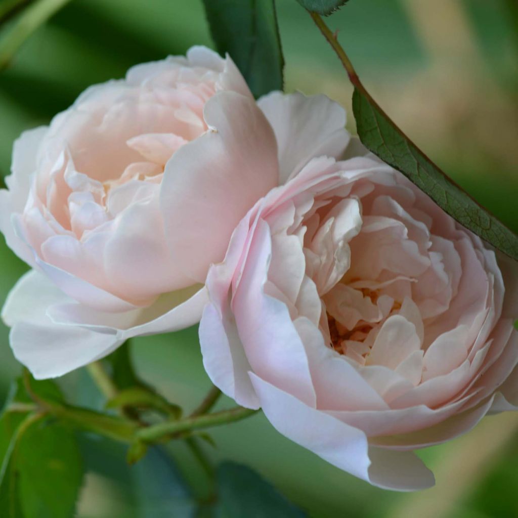 Rosa Desdemona - Englische Rose