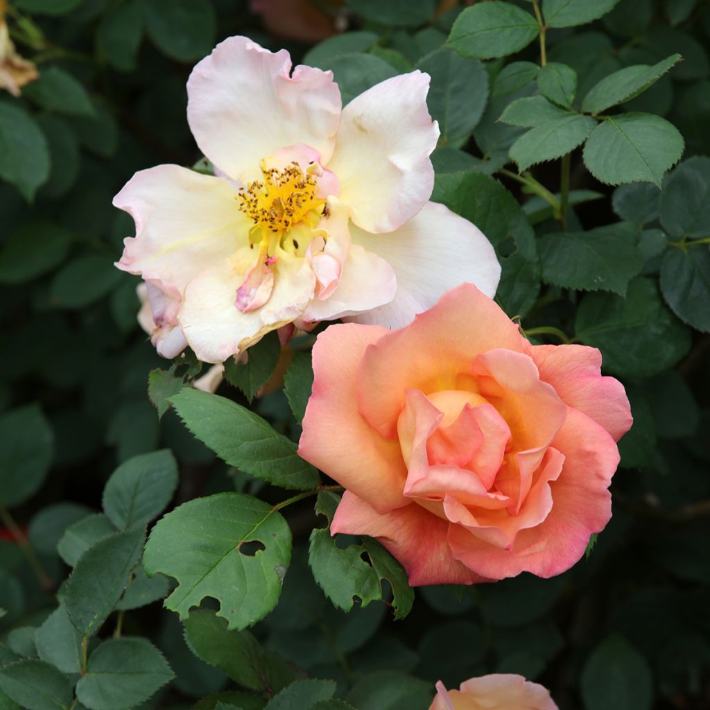 Rosa Fighting Temeraire - Englische Rose