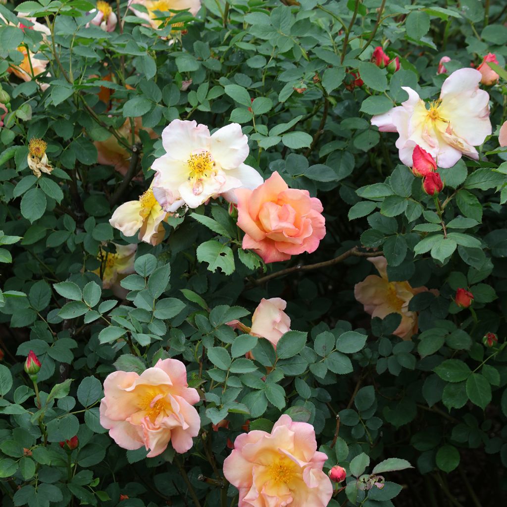 Rosa Fighting Temeraire - Englische Rose