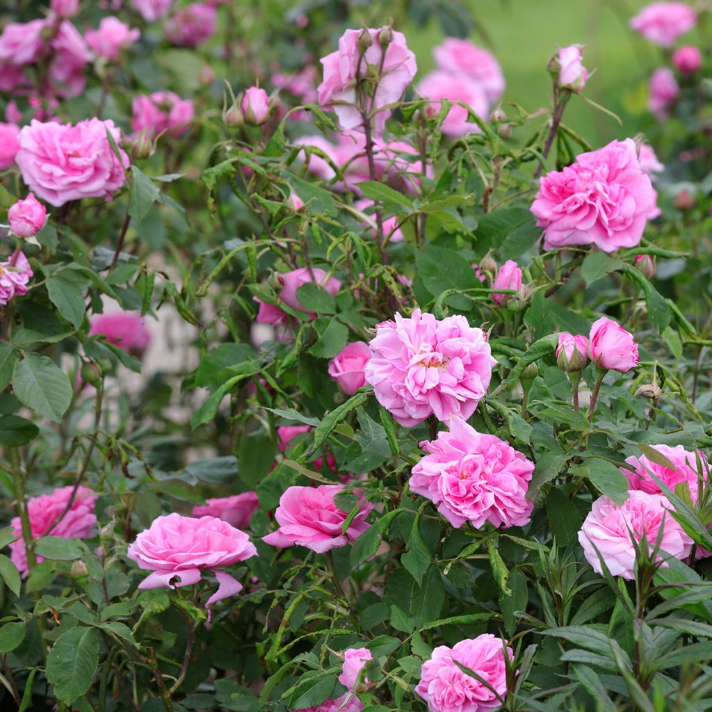 Rosa Gertrude Jekyll - Englische Rose