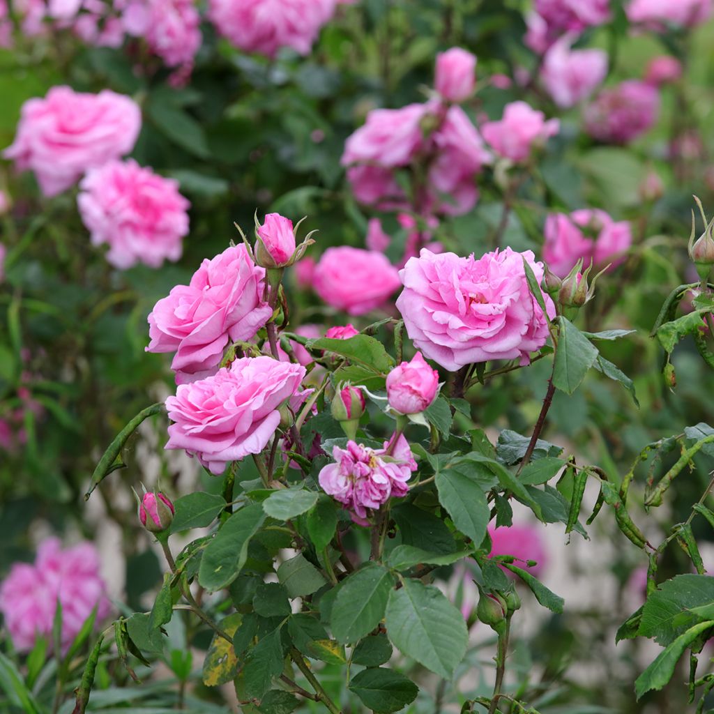 Rosa Gertrude Jekyll - Englische Rose