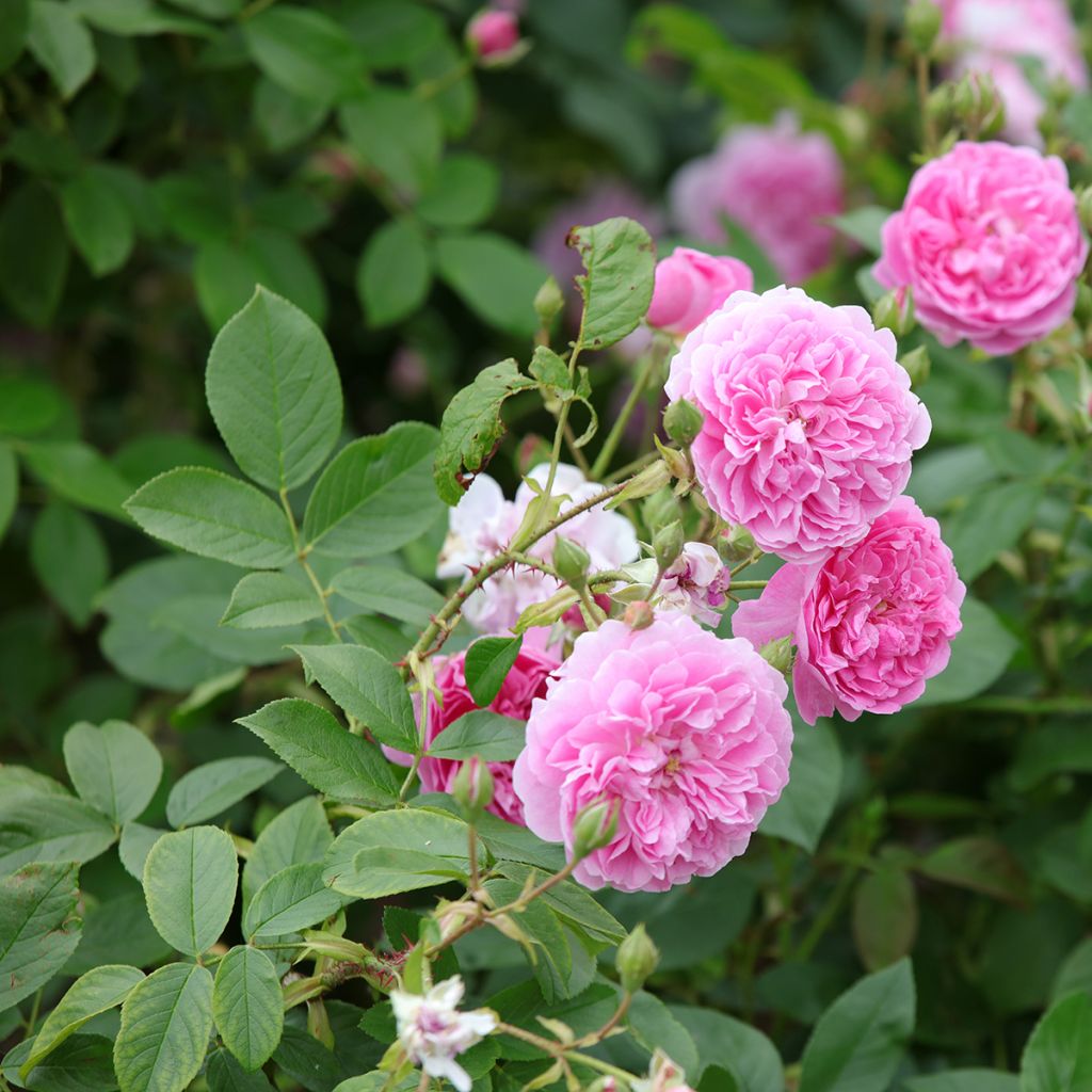 Rosa Harlow Carr - Englische Rose