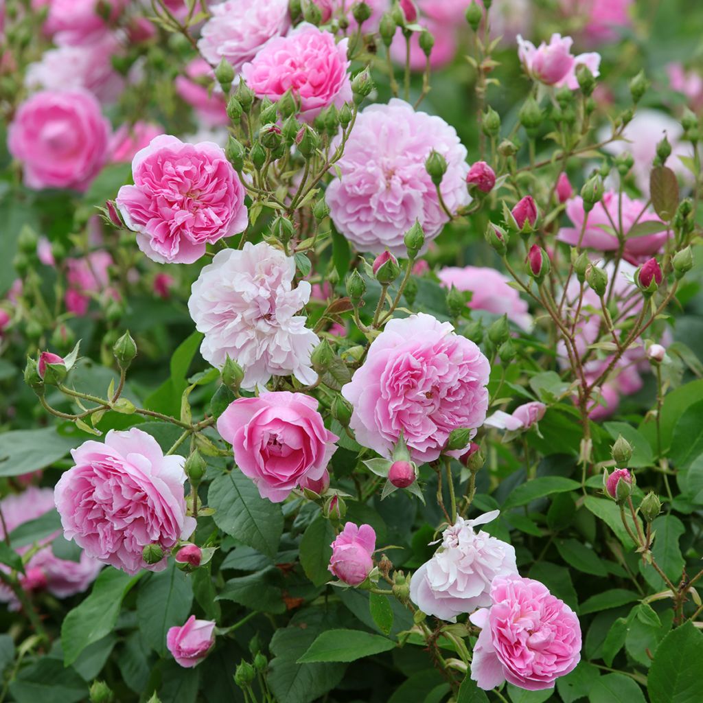 Rosa Harlow Carr - Englische Rose