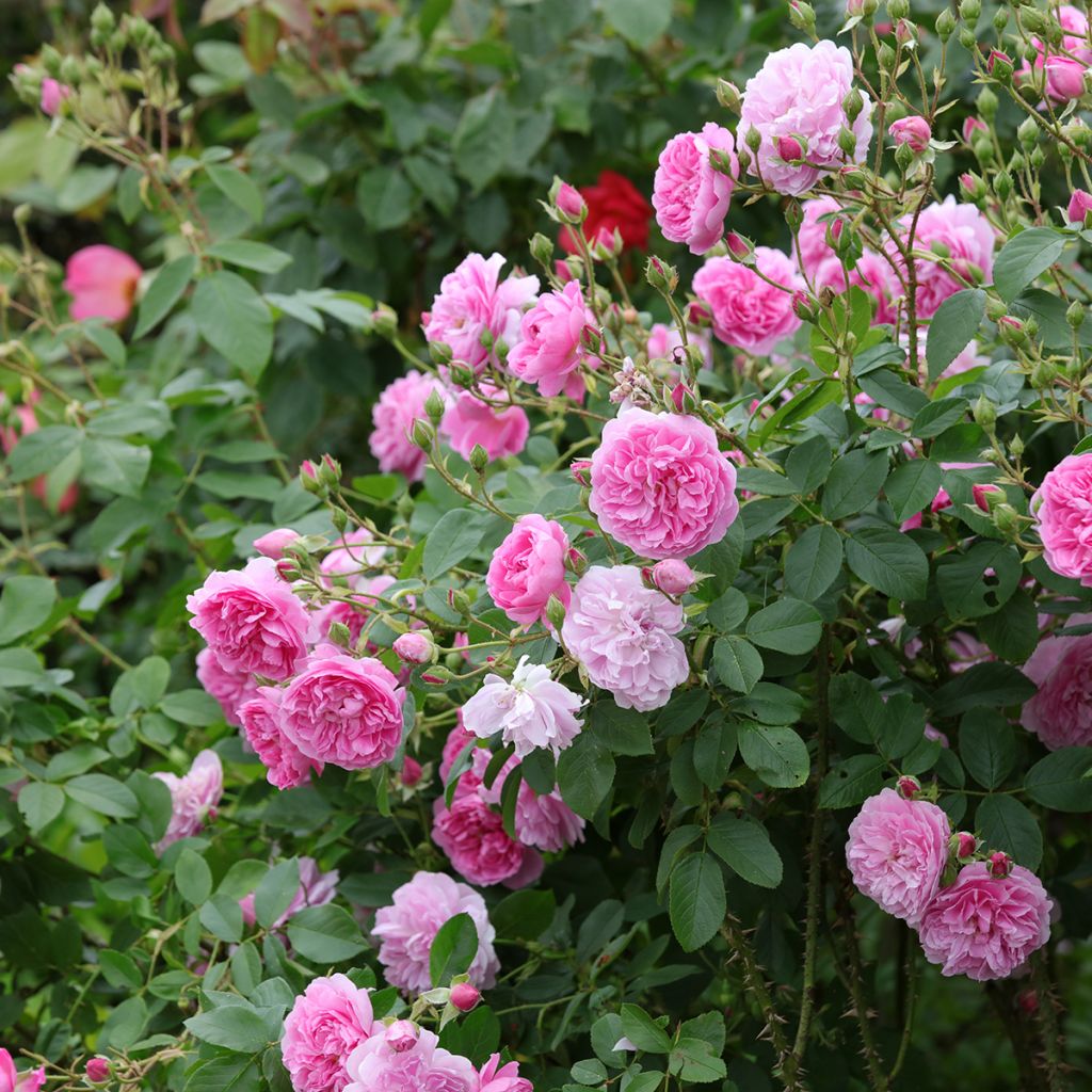 Rosa Harlow Carr - Englische Rose