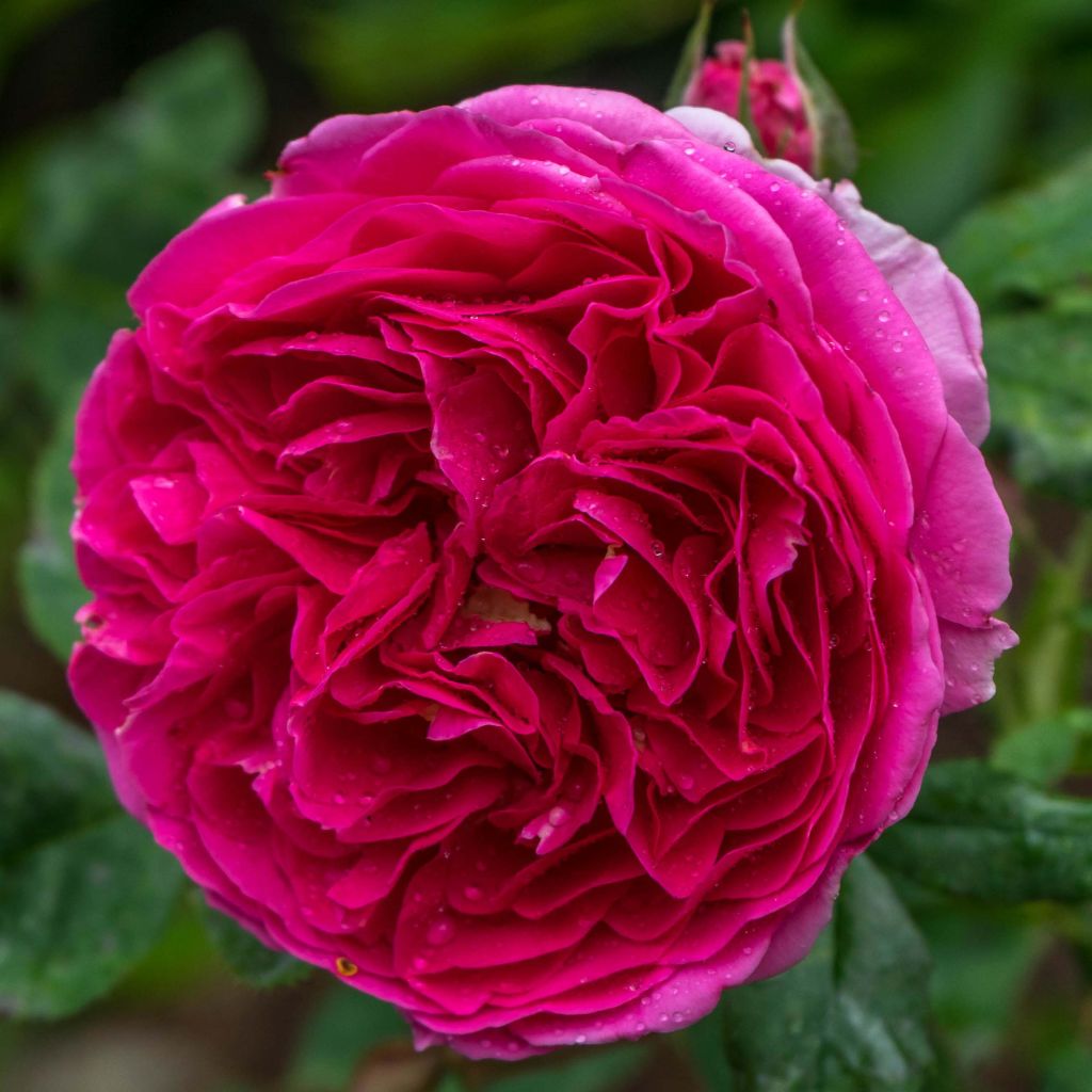 Rosa Heathcliff - Englische Rose