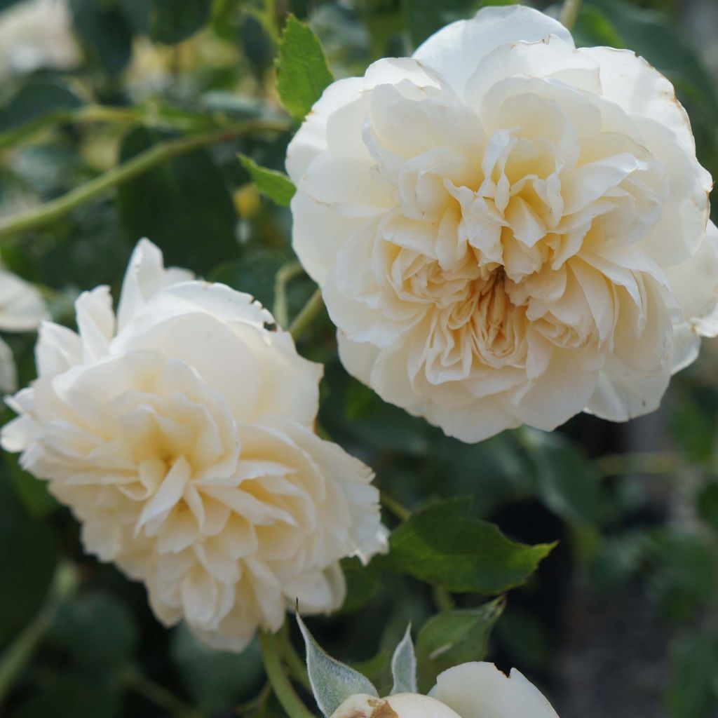 Rosa Lichfield Angel - Englische Rose