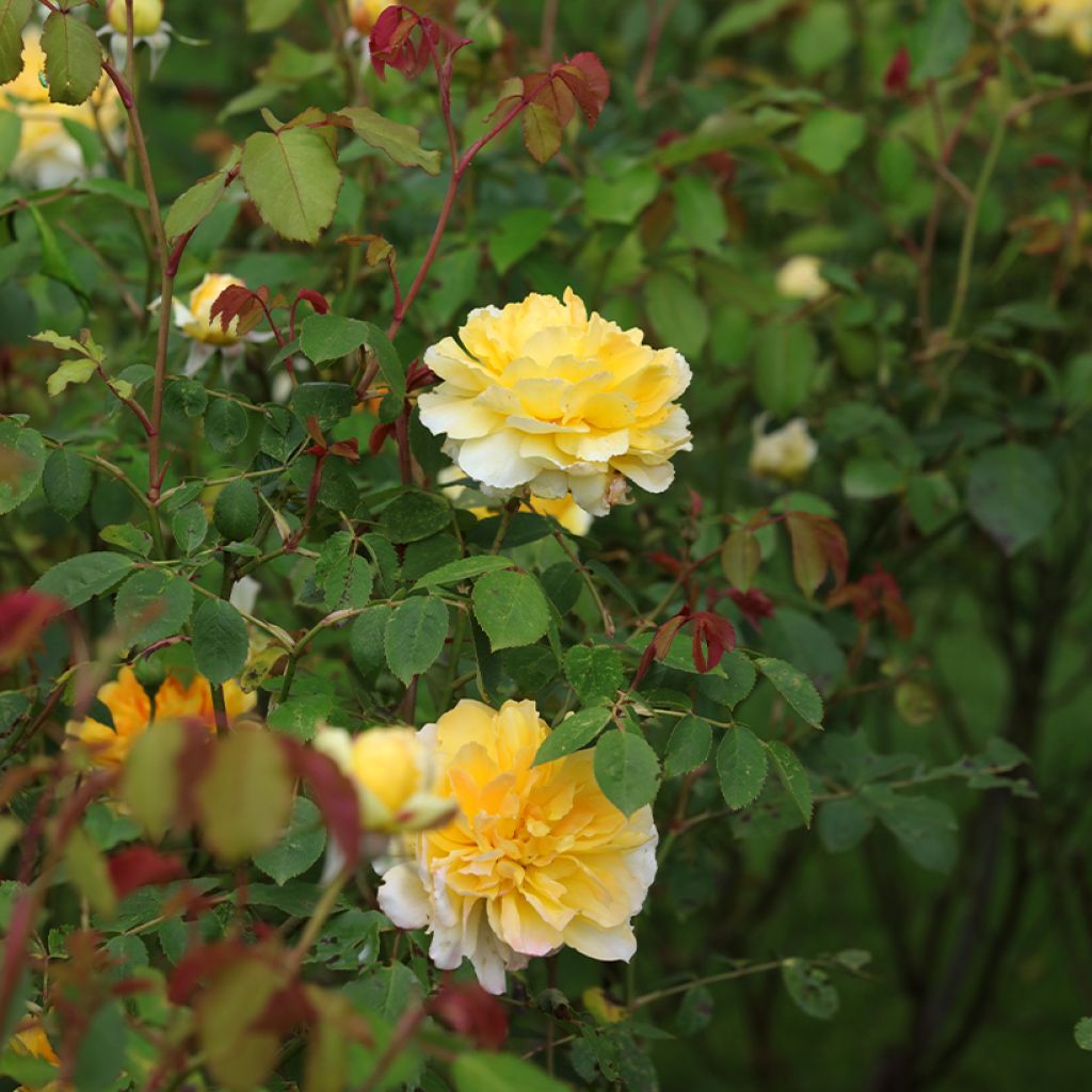 Rosa Molineux - Englische Rose