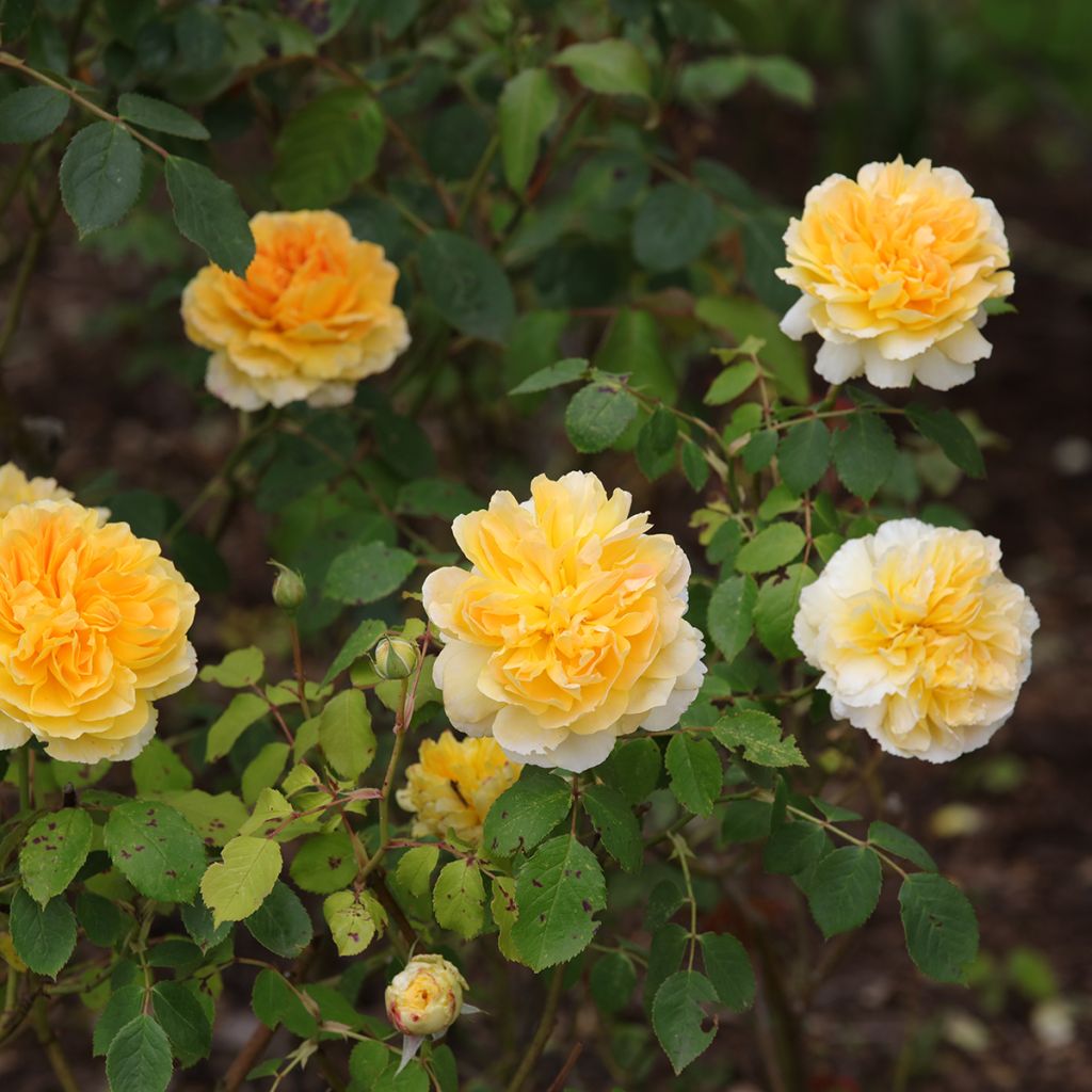 Rosa Molineux - Englische Rose