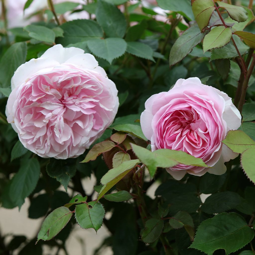 Rosa Olivia Rose Austin - Englische Rose