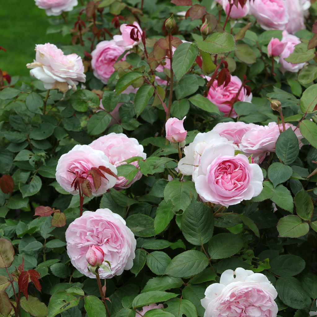 Rosa Olivia Rose Austin - Englische Rose