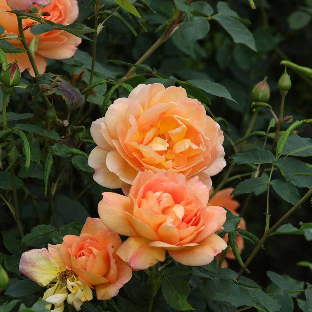 Rosa Port Sunlight - Englische Rose