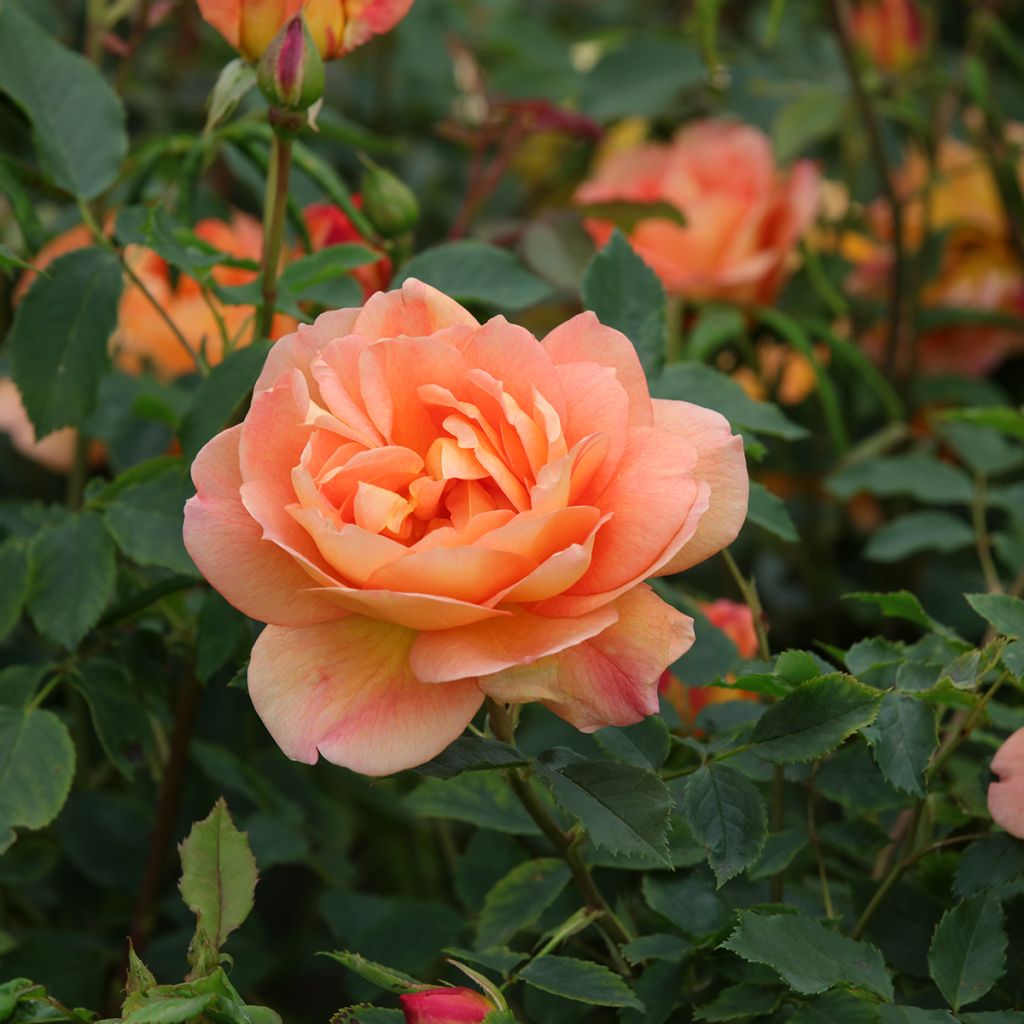 Rosa Port Sunlight - Englische Rose