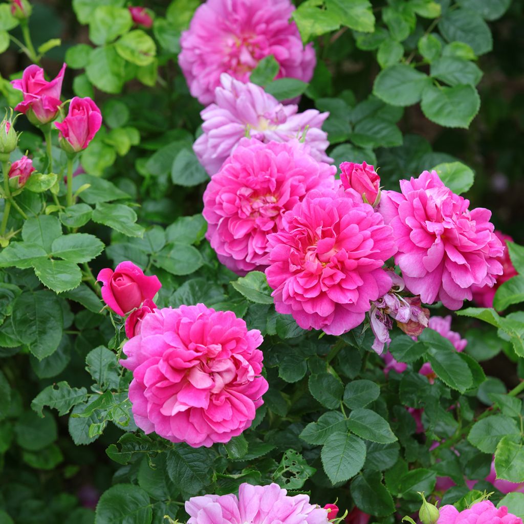 Rosa Princess Anne - Englische Rose