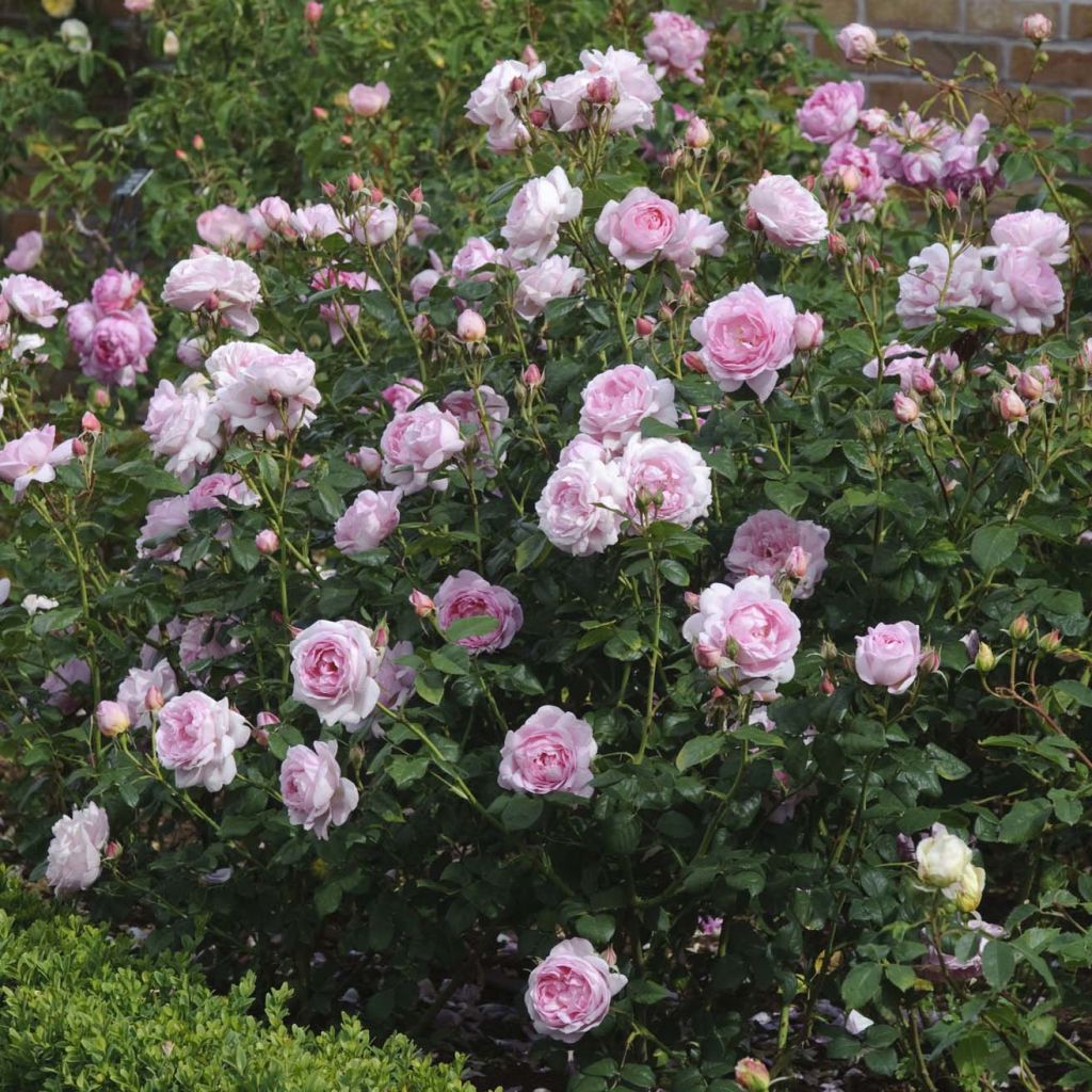 Rosa Scepter'd Isle - Englische Rose