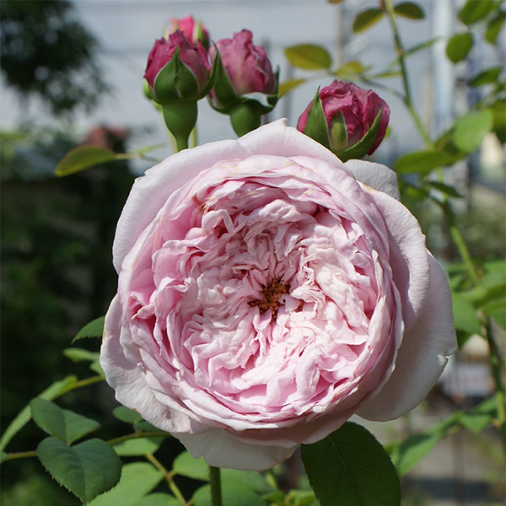 Rosa Spirit of Freedom - Englische Rose