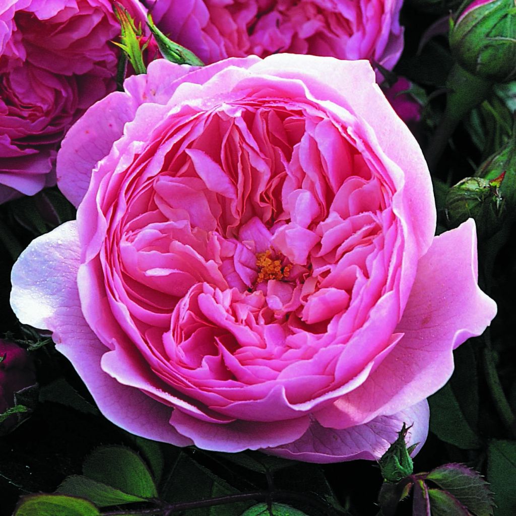 Rosa The Alnwick Rose - Englische Rose