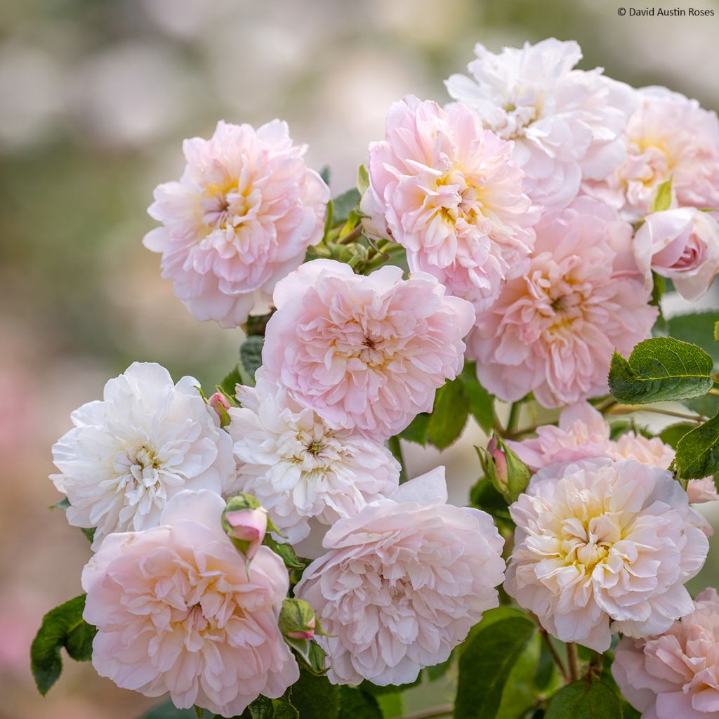 Rosa Elizabeth Ausmajesté - Englische Rose