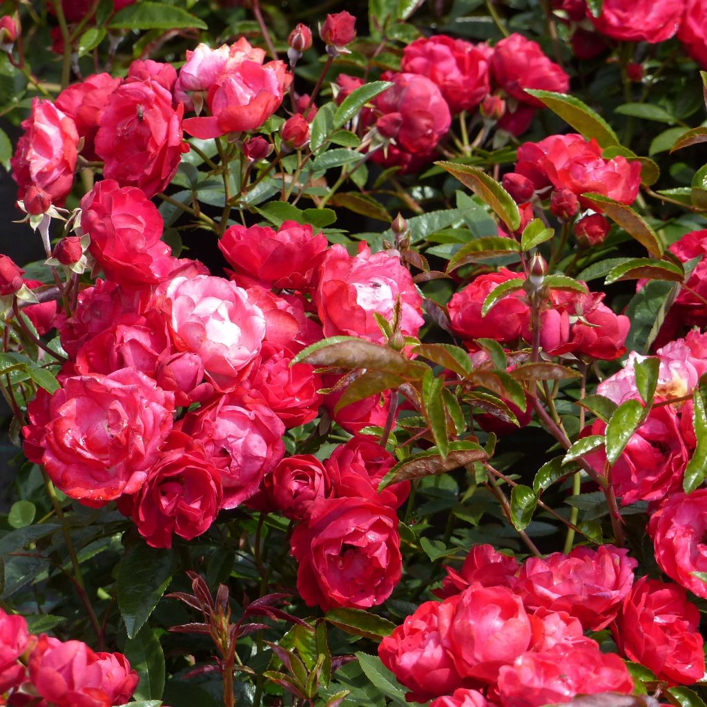 Rosa polyantha Rood Moorsdag - Zwerg-Parkrose