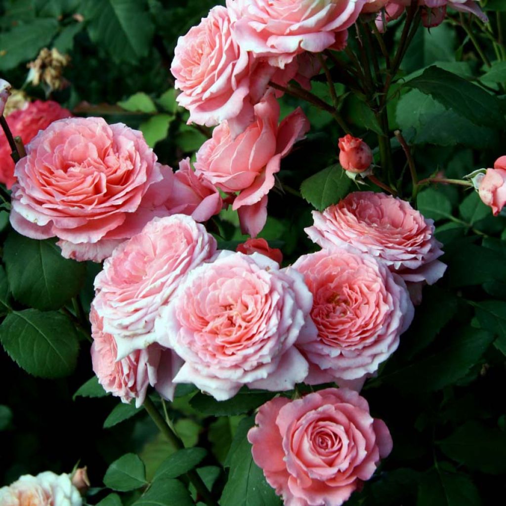 Rosa Generosa Institut Lumière - Guillot Rose