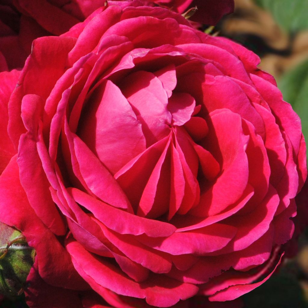 Rosa Generosa Michel Jonasz - Guillot Rose