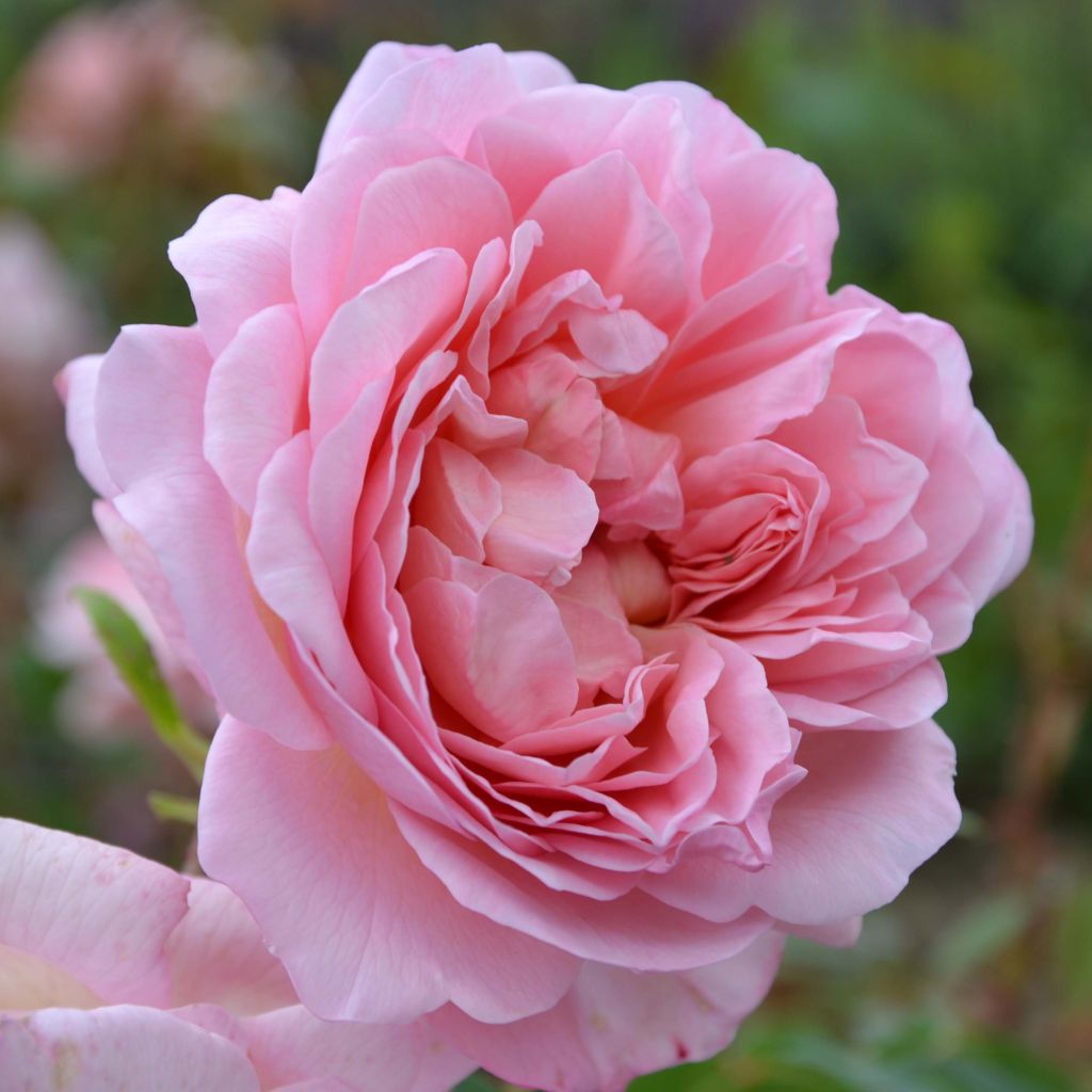 Rosa Generosa Sonia Rykiel - Guillot Rose