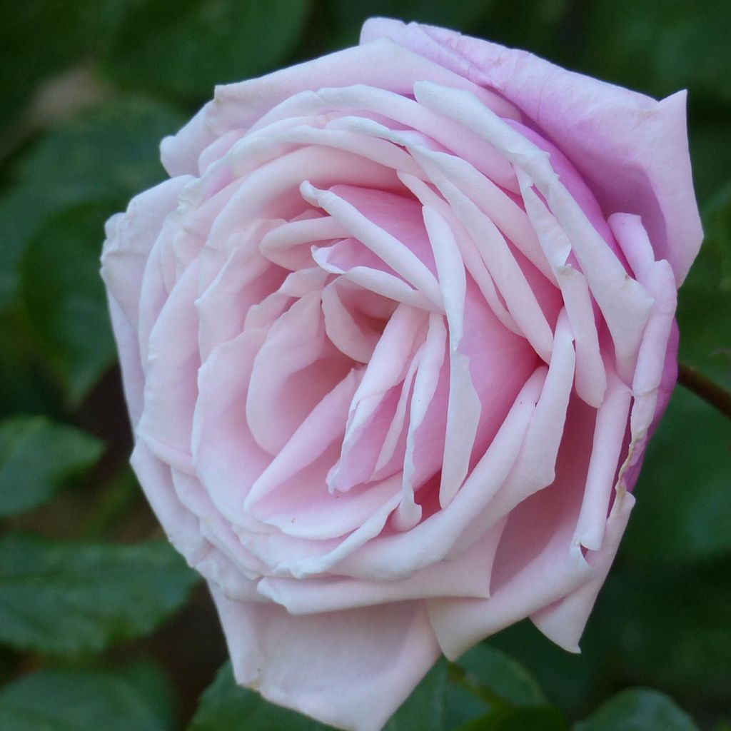 Rosa Blossomtime - Hybrid-Kletterrose