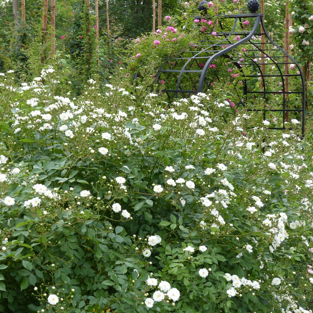 Rosa Guirlande d'Amour - Kletterrose