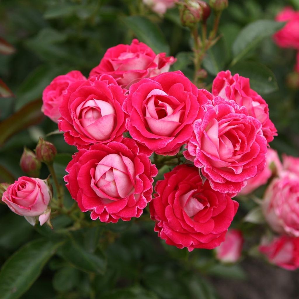 Rosa polyantha Lilliputs Anne Roumanoff - Zwerg-Parkrose