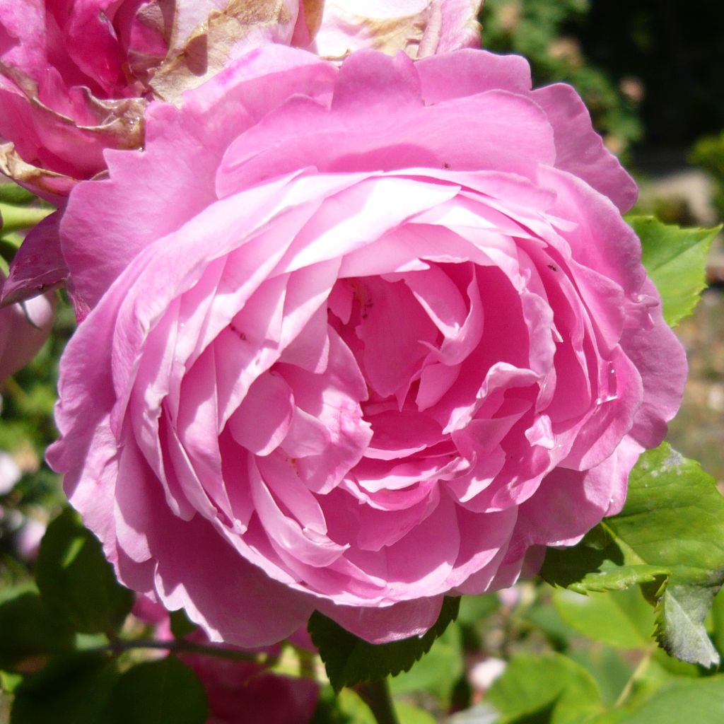 Rosa La Reine Victoria - Historische Rose